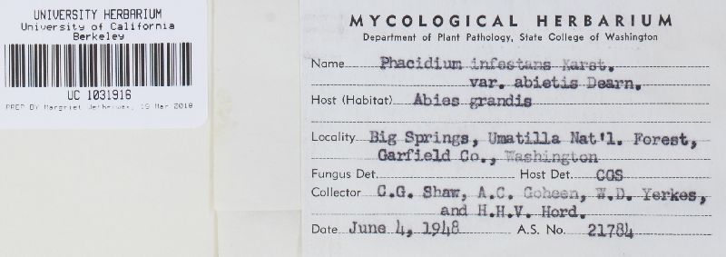 Phacidium abietis image
