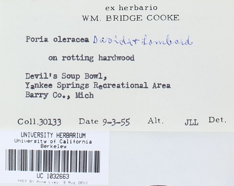 Antrodia oleracea image