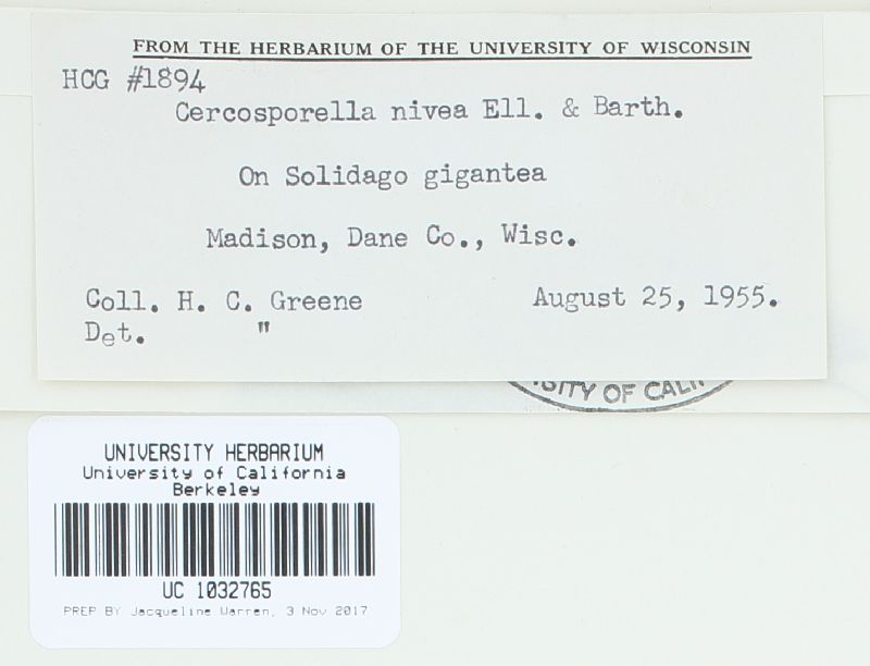 Cercosporella nivea image