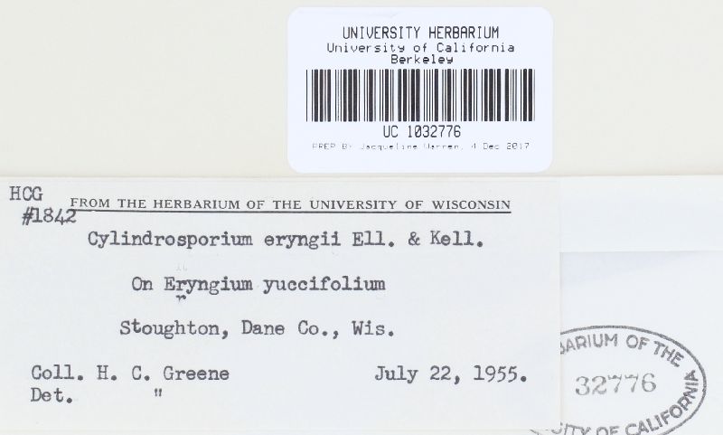 Cylindrosporium eryngii image