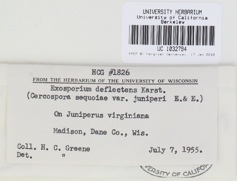 Exosporium deflectens image