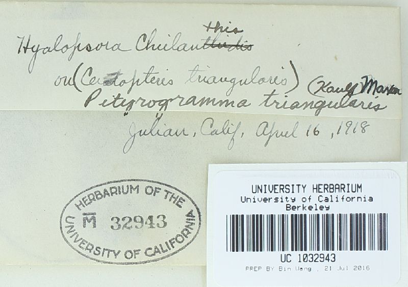 Hyalopsora cheilanthis image