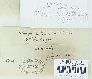 Melampsora paradoxa image