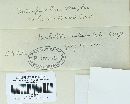 Melampsora lini image