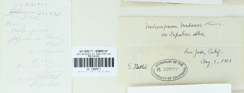 Melampsora populnea image