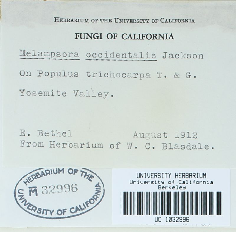 Melampsora medusae image