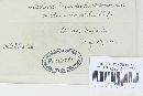 Pileolaria brevipes image