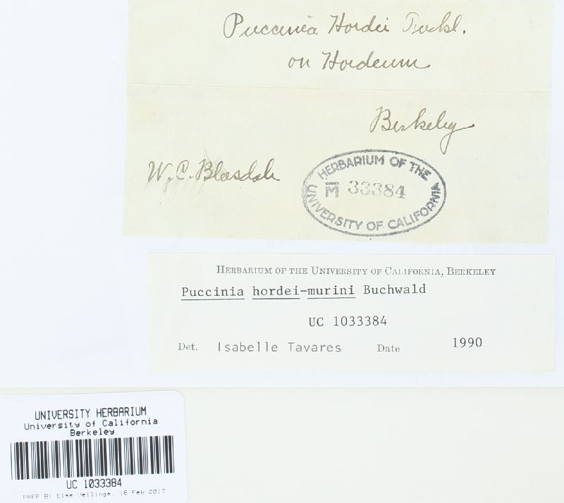 Puccinia hordei image