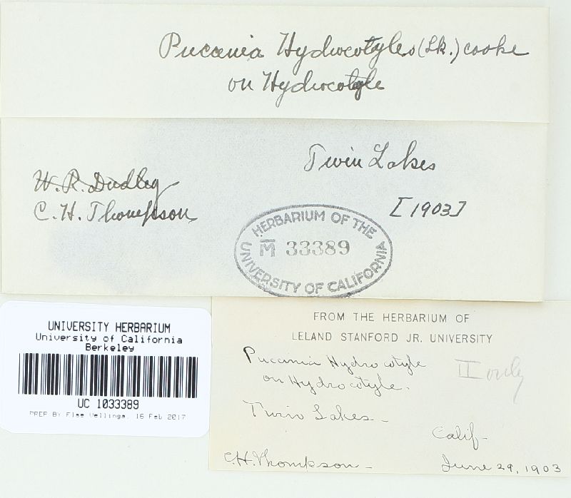 Puccinia hydrocotyles image