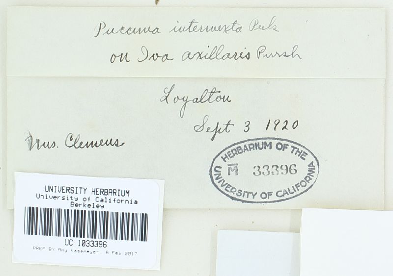 Puccinia intermixta image