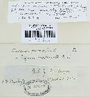 Puccinia recondita image