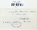 Puccinia recondita image