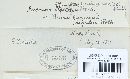 Puccinia recondita image