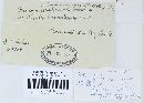 Puccinia recondita image