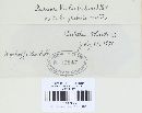Puccinia violae image