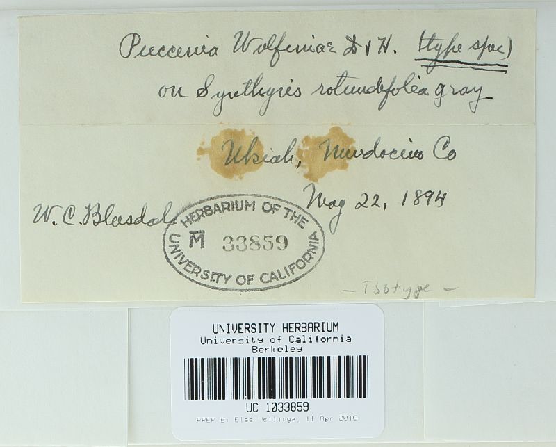 Puccinia wulfeniae image