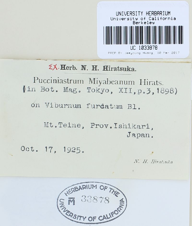Pucciniastrum miyabeanum image