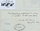 Pucciniastrum epilobii image