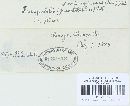 Tranzschelia pruni-spinosae image