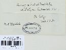 Uromyces viciae-fabae var. viciae-fabae image