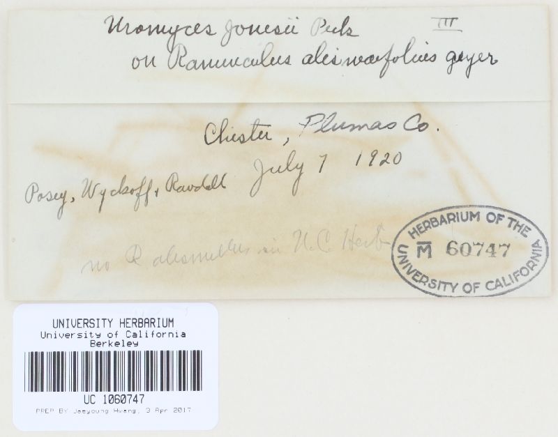 Uromyces jonesii image