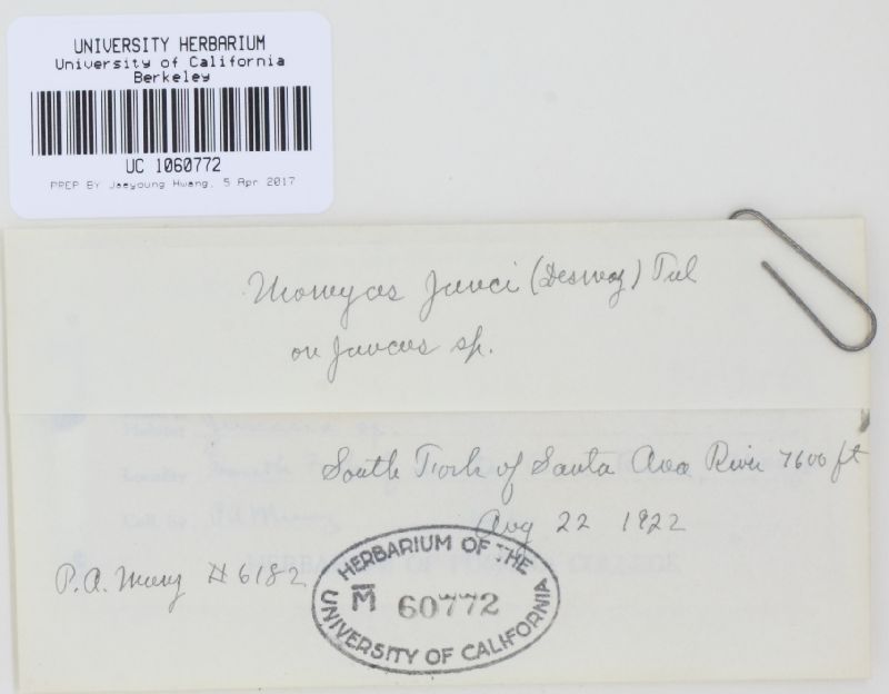 Uromyces junci image