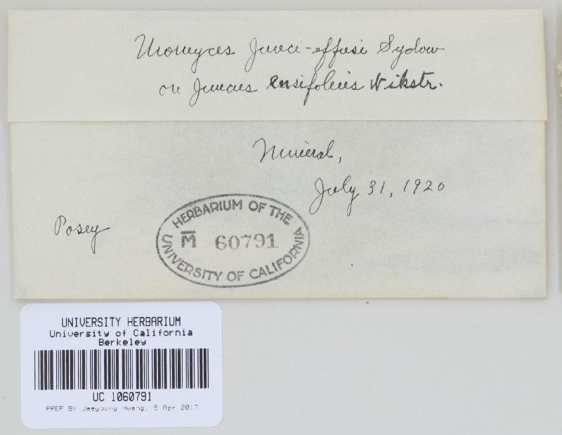 Uromyces junci-effusi image