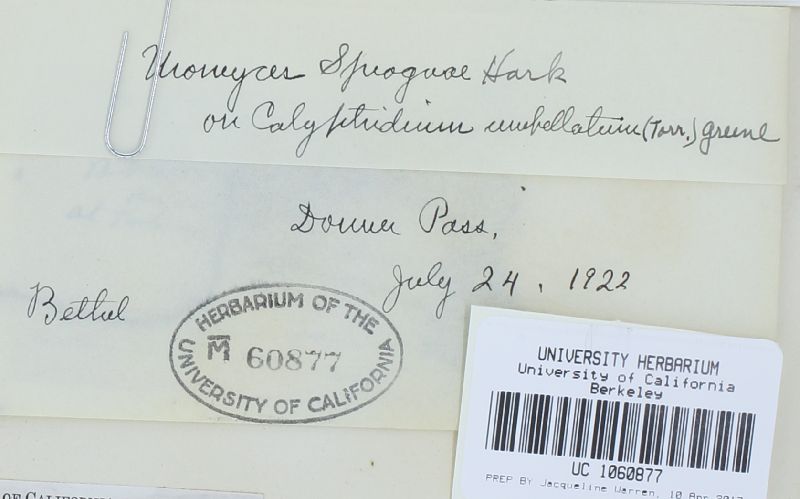 Uromyces unitus subsp. spragueae image