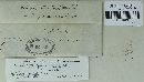 Microbotryum cordae image