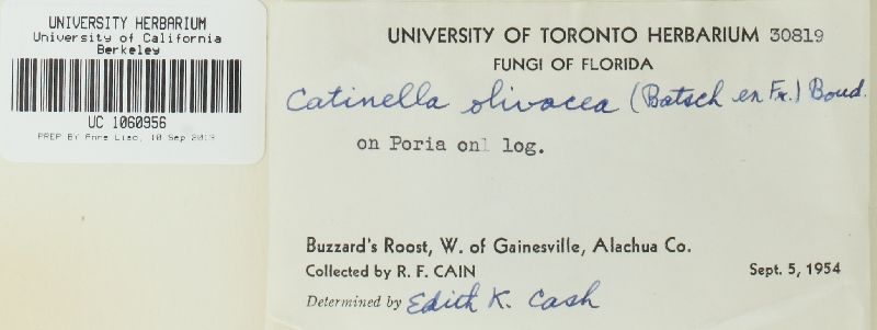 Catinella olivacea image