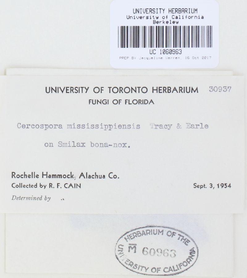 Pseudocercospora mississippiensis image