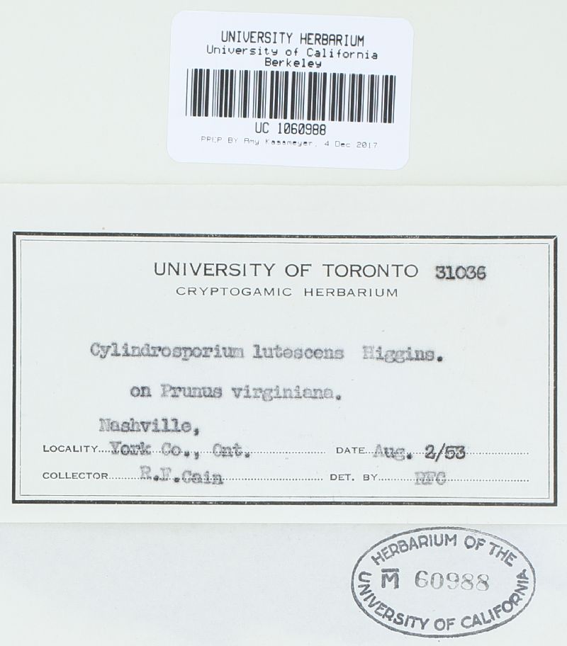 Cylindrosporium lutescens image