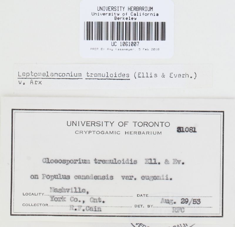 Discosporium tremuloides image