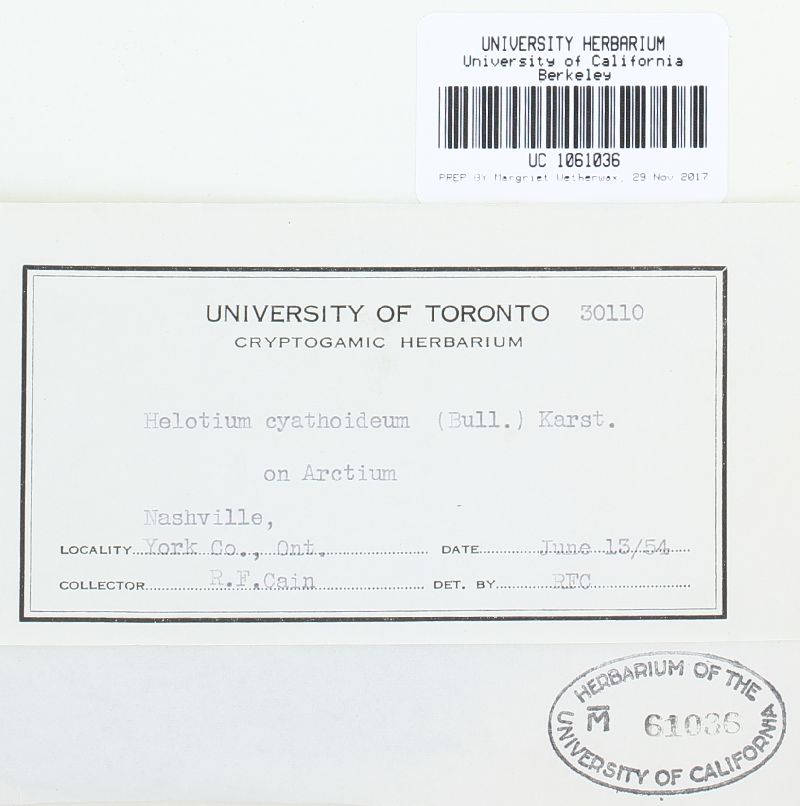 Crocicreas cyathoideum var. cyathoideum image
