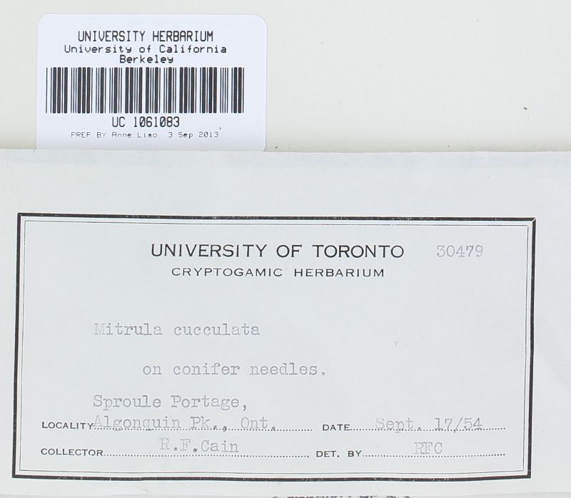 Heyderia cucullata image