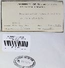 Pezicula livida image
