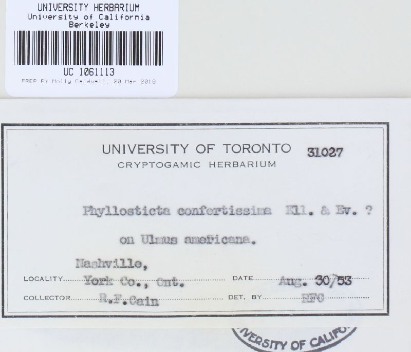 Phyllosticta confertissima image