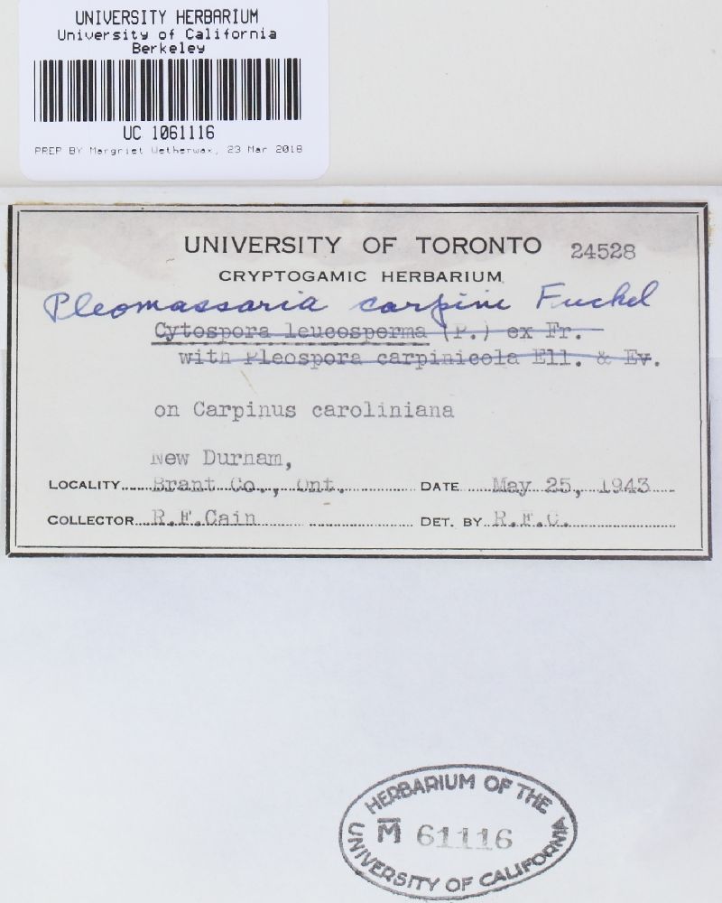 Pleomassaria carpini image