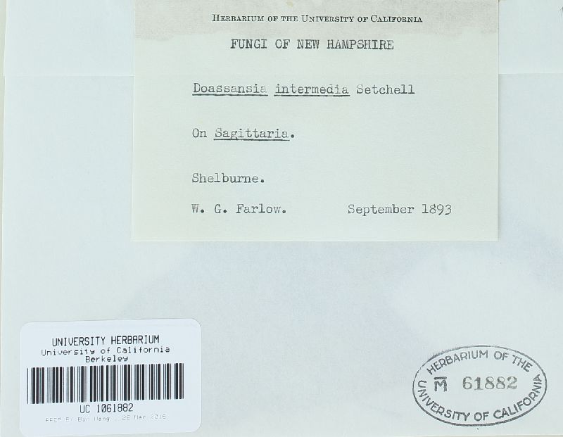 Doassansiopsis intermedia image