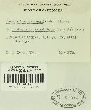 Cronartium quercuum image