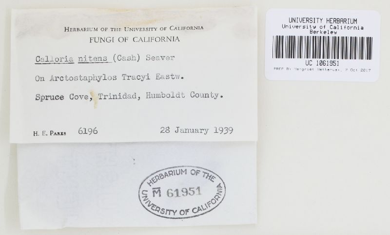Calloria nitens image