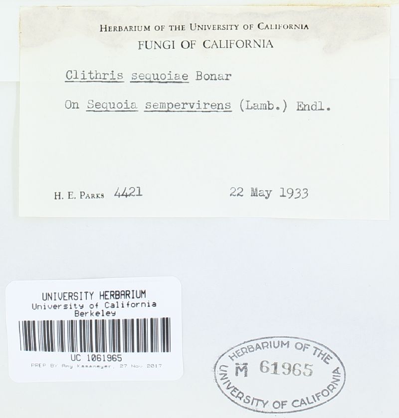 Clithris sequoiae image