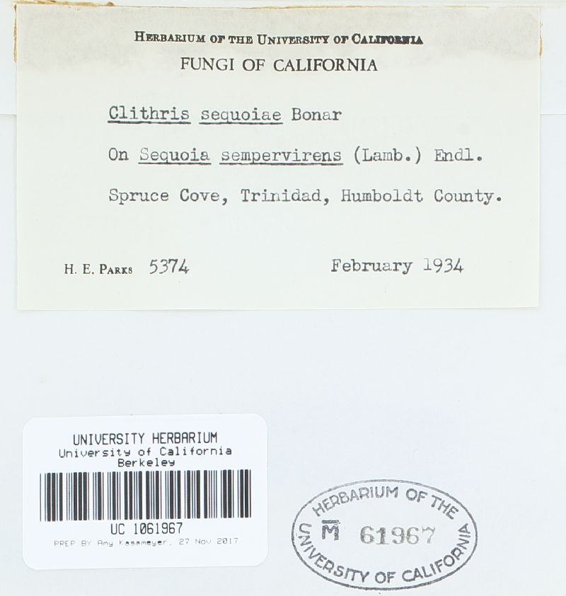 Clithris sequoiae image