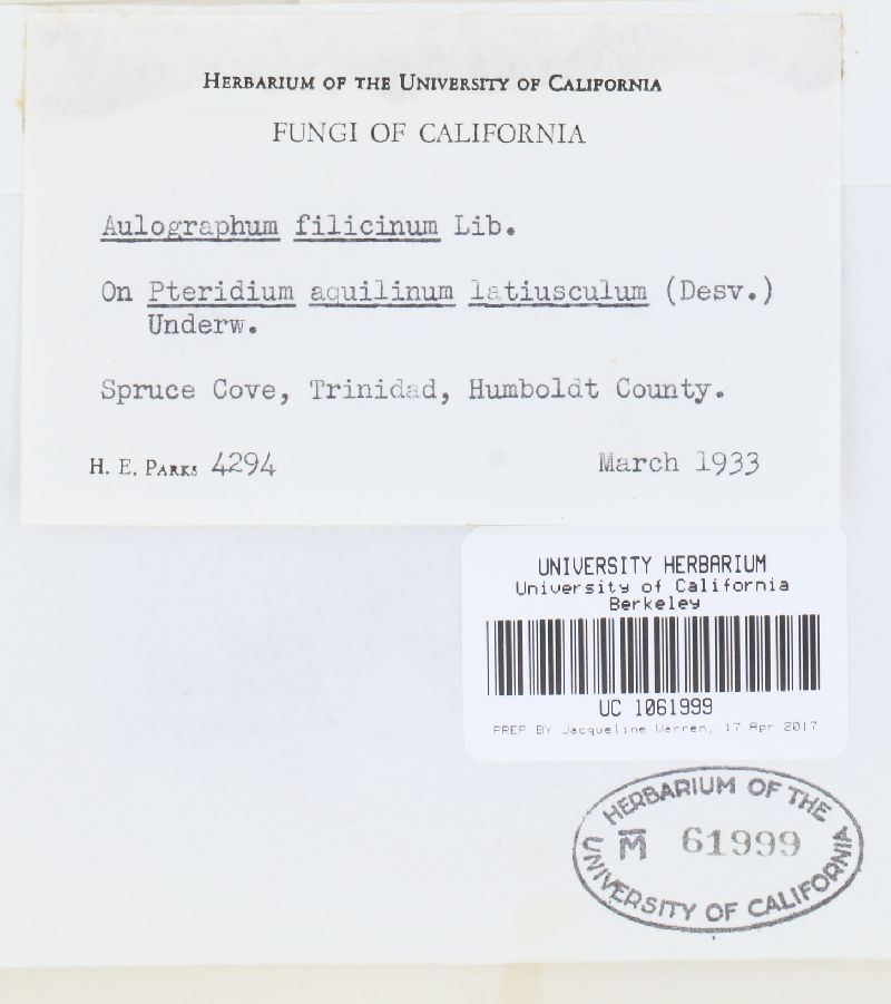 Leptopeltis filicina image