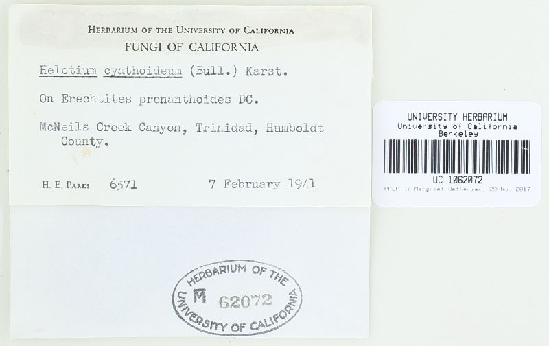 Crocicreas cyathoideum var. cyathoideum image