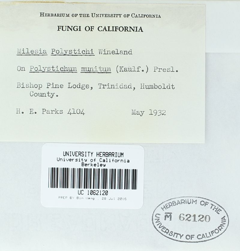 Milesia polystichi image