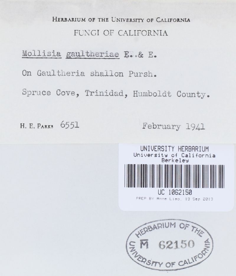 Mollisia gaultheriae image