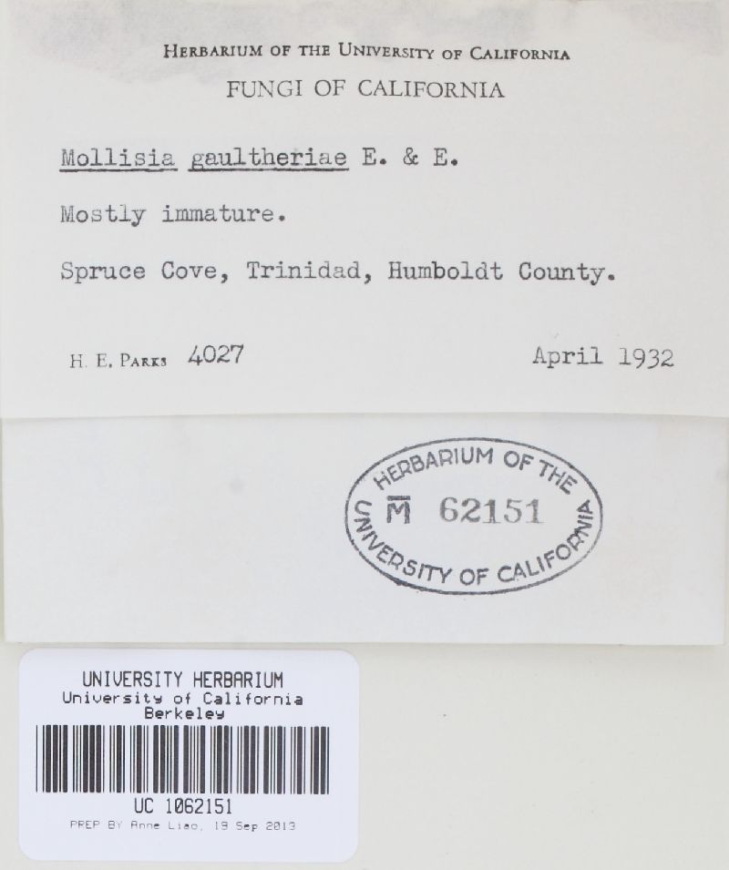 Mollisia gaultheriae image