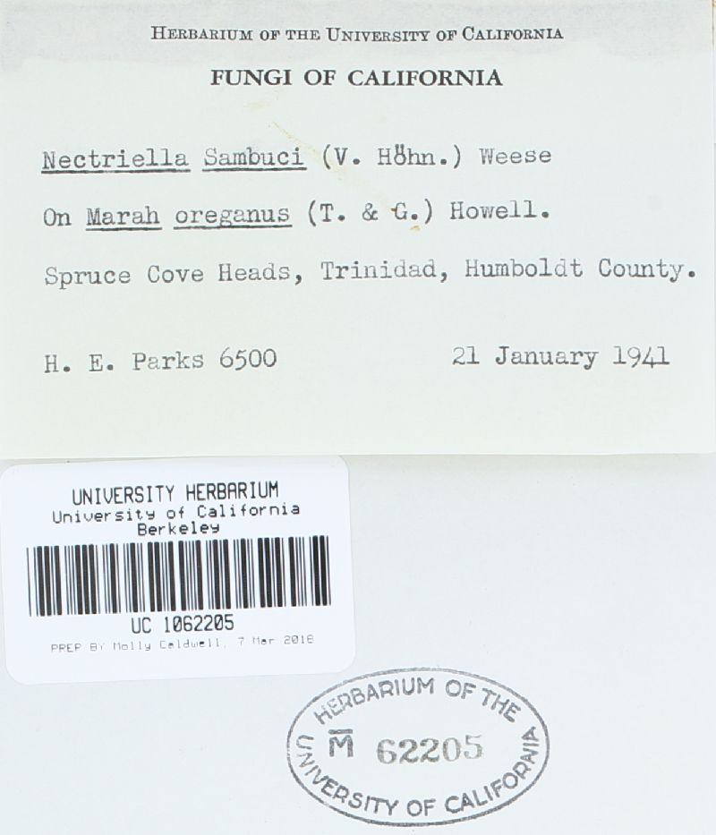 Nectriella sambuci image