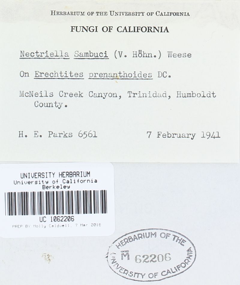 Nectriella sambuci image